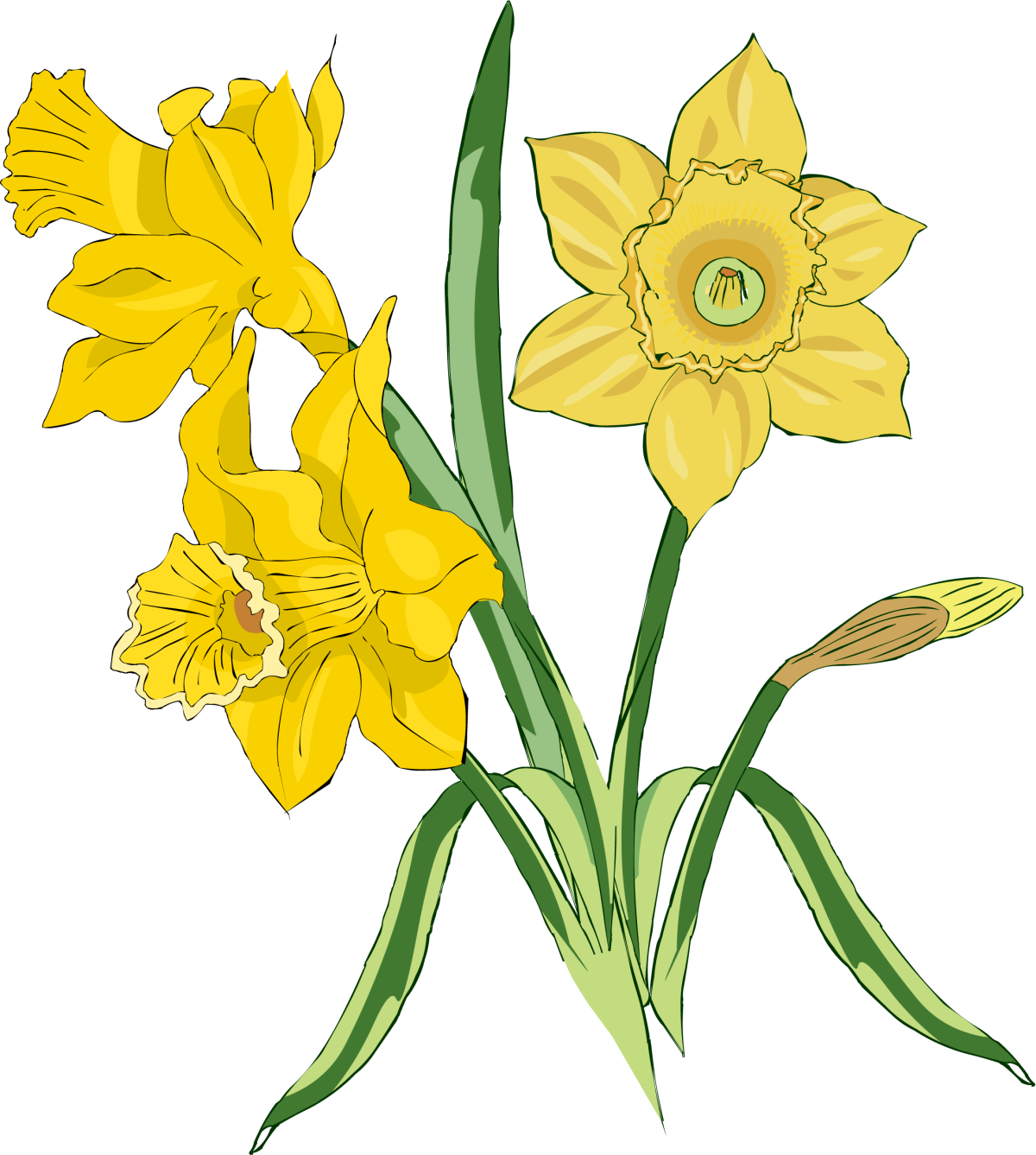 Цветок Нарцисс рисунок цветок Нарцисс