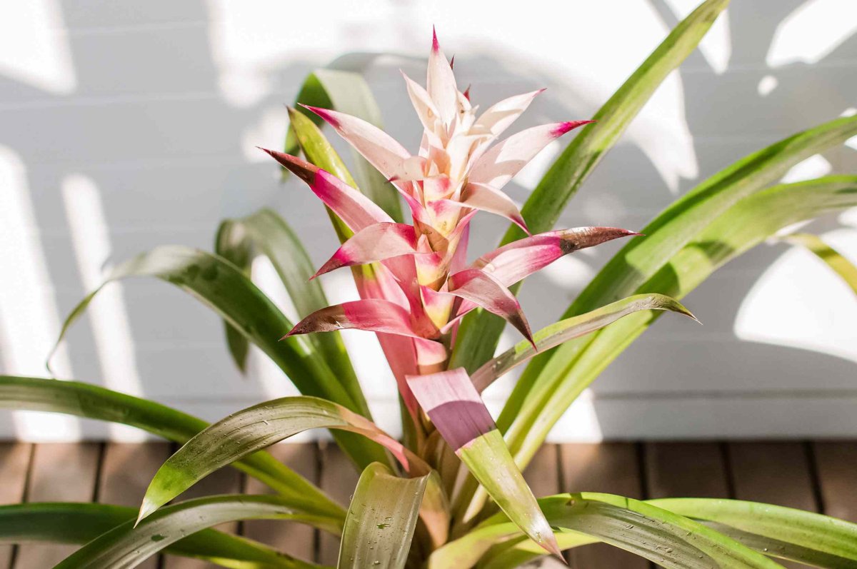 Бромелия Эхмея цветок