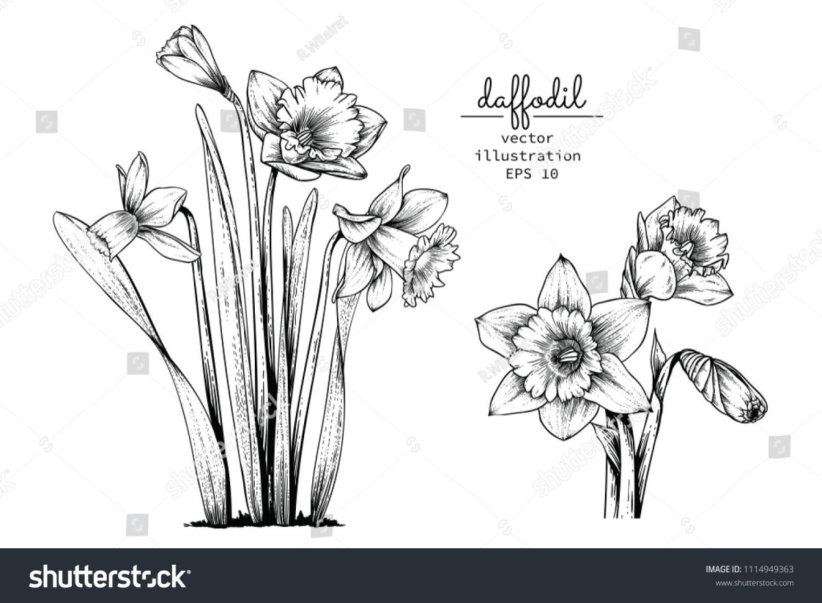 Нарцисс линиями