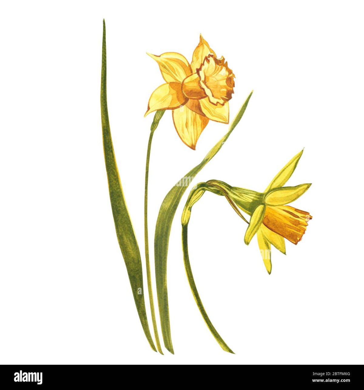 Нарцисс Ботанический на белом фоне