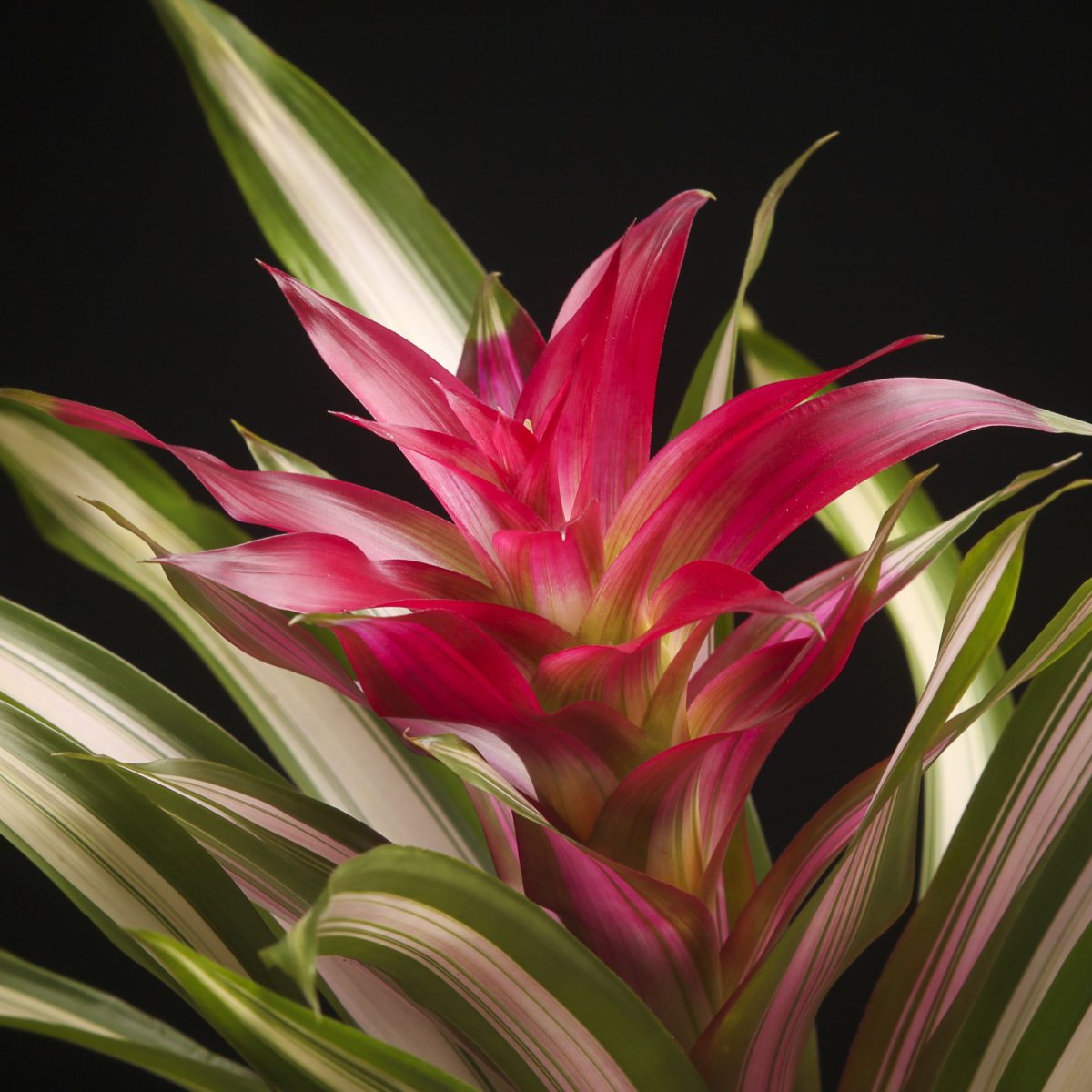 Бромелия детки