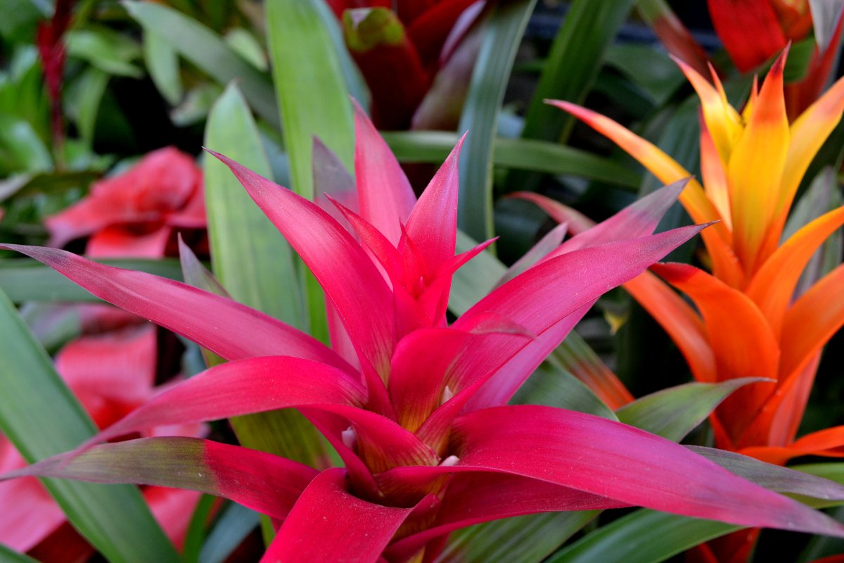 Bromeliaceae бромелия