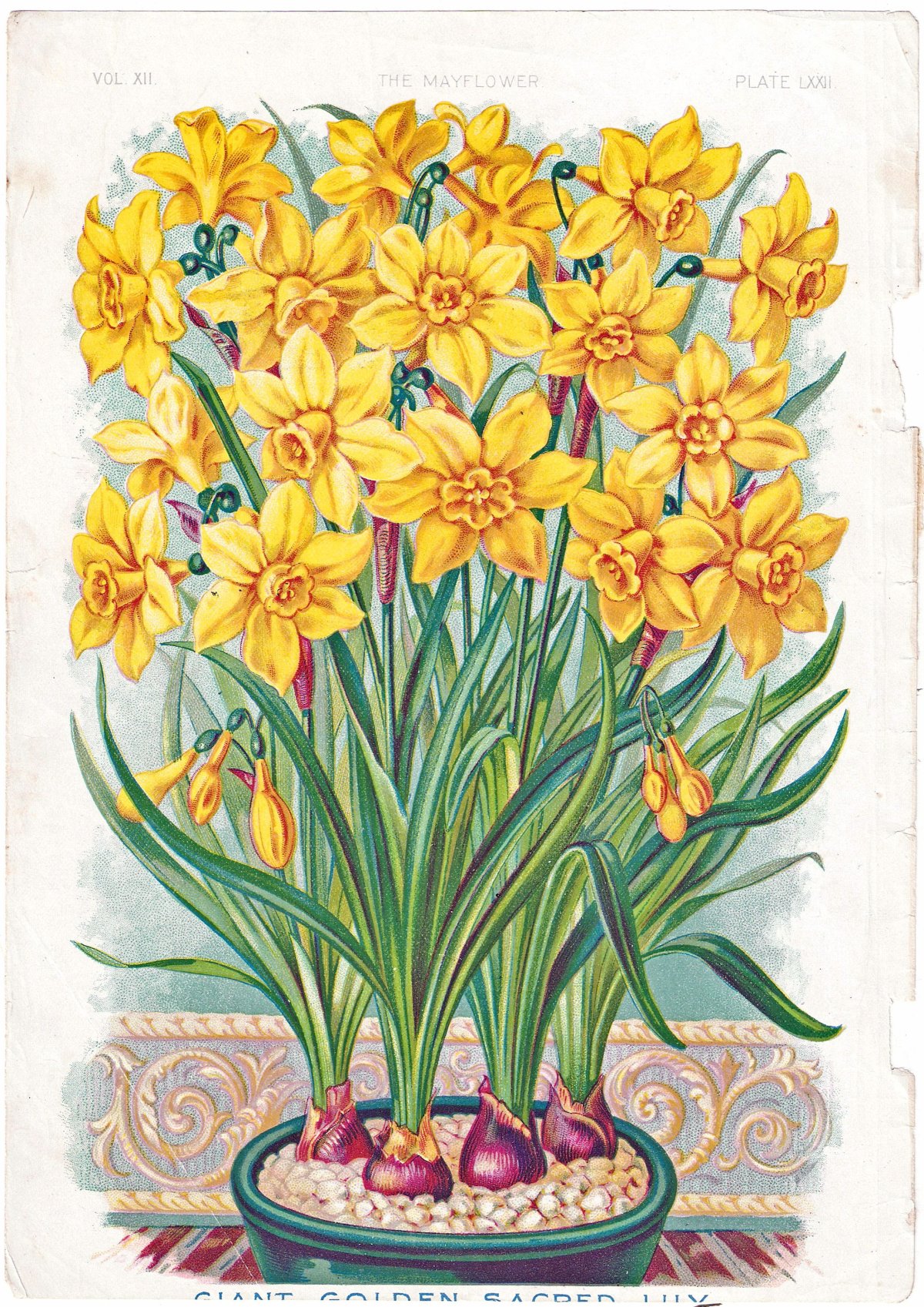 Открытка «Нарцисс»