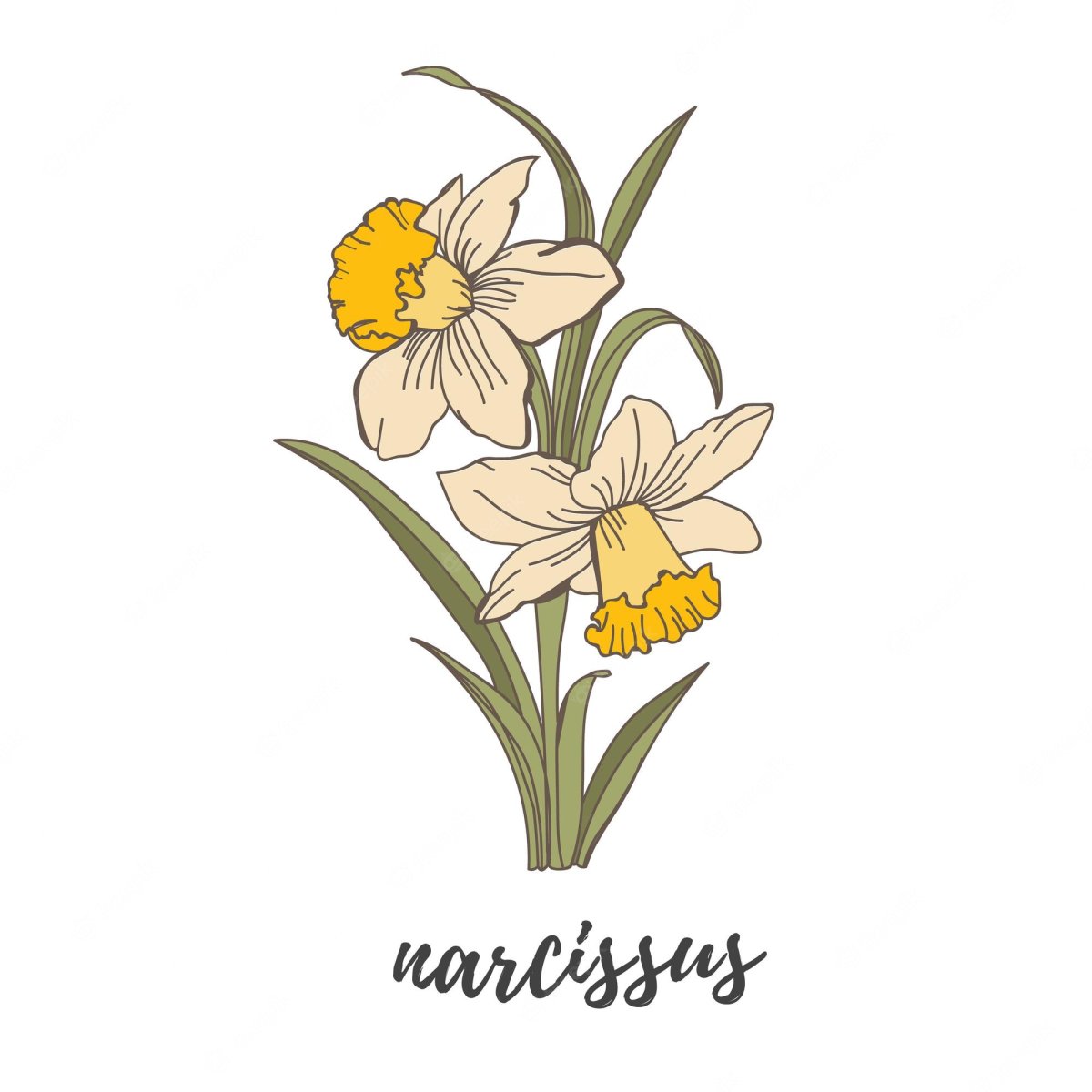 Нарцисс Ботанический скетч