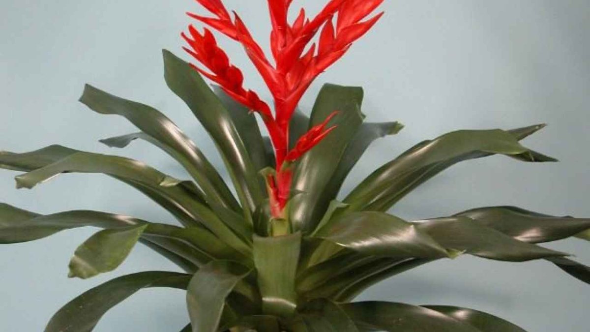 Вриезия цветок