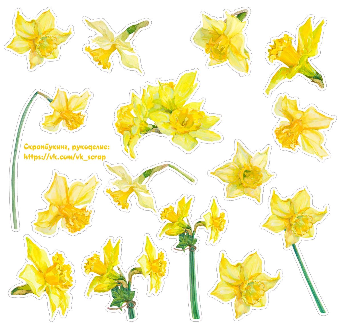 Нарцисс раскраска