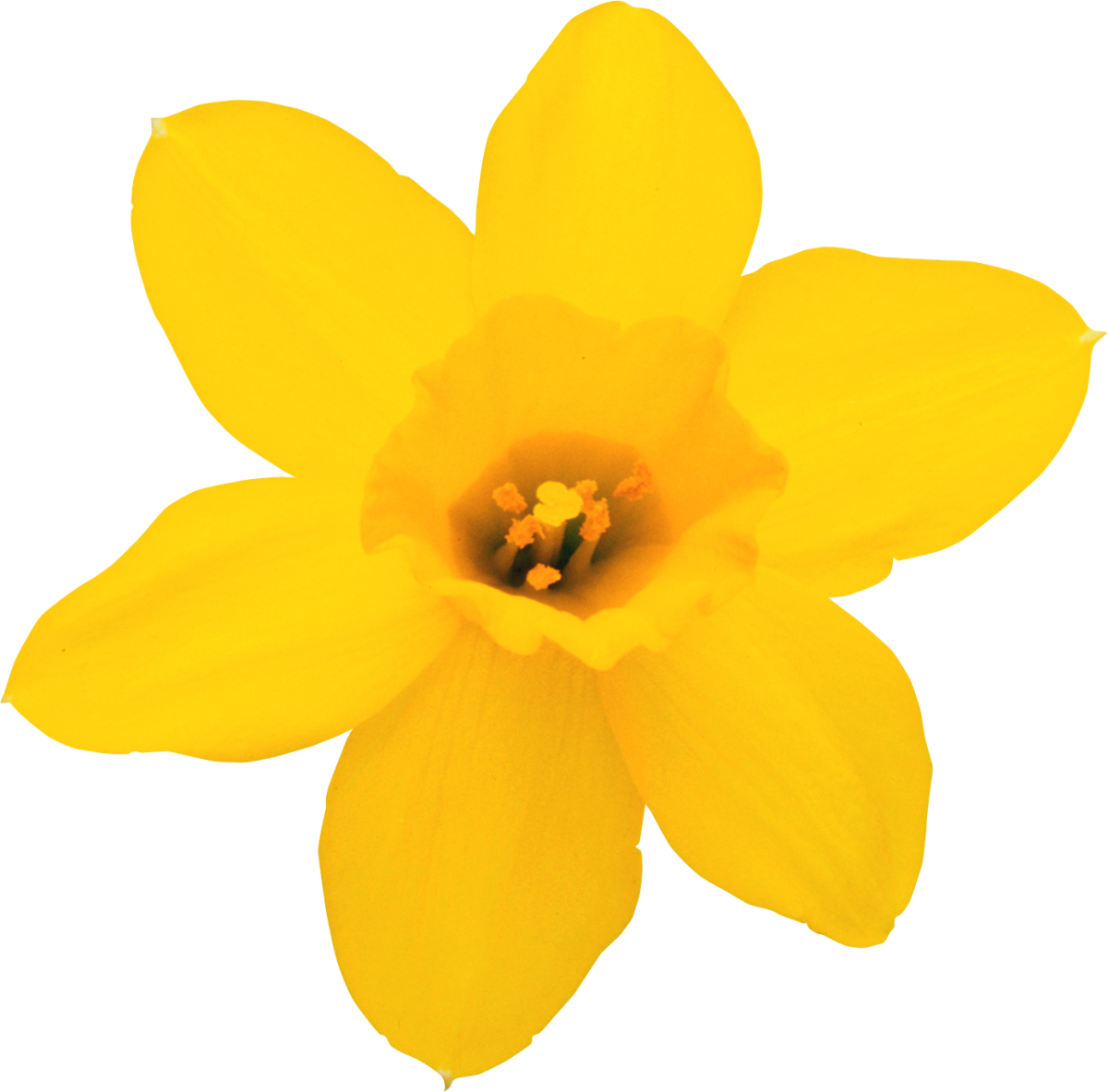 Нарцисс Ботанический "Double Campernelli"