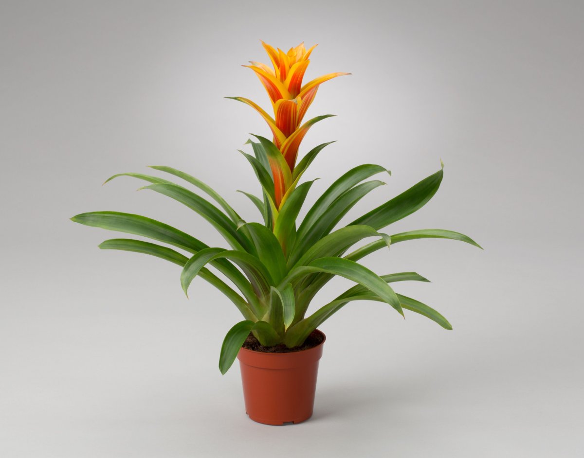 Гузмания Эхмея