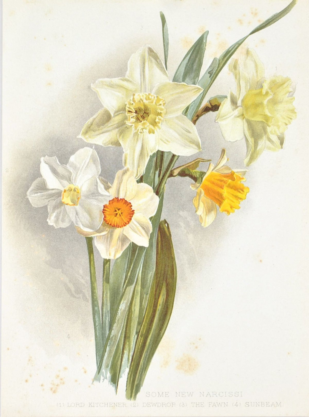 Нарцисс Clipart vector