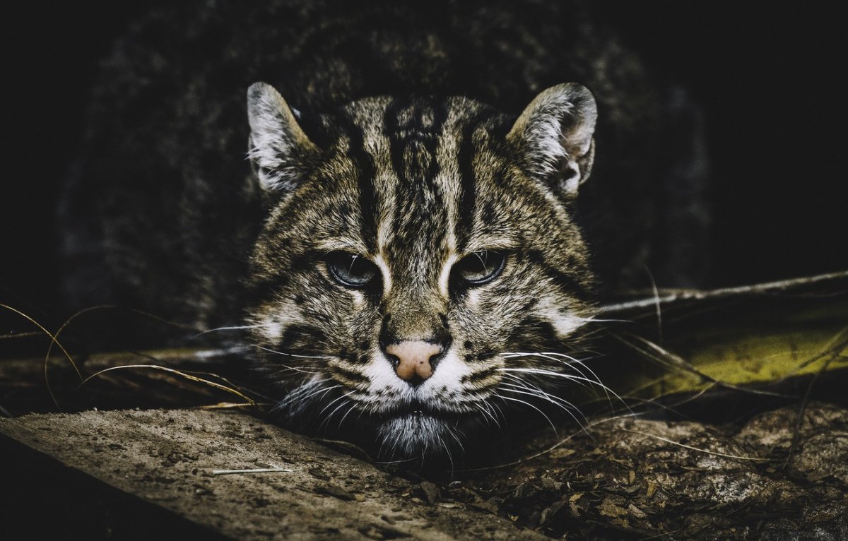 Коты рыболовы