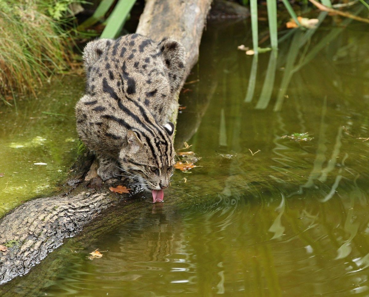 Кот рыболов охотится