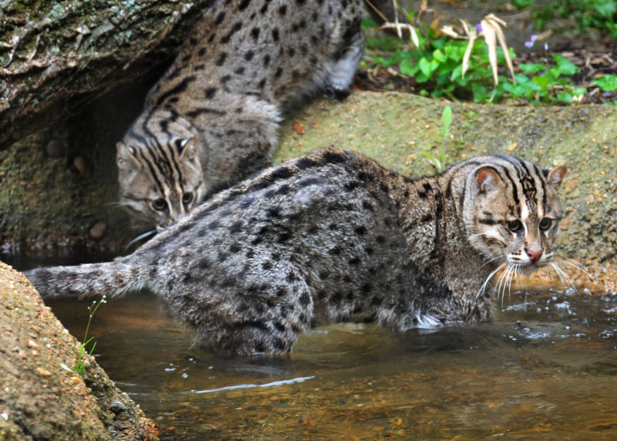 Бесхвостая кошка рыболов
