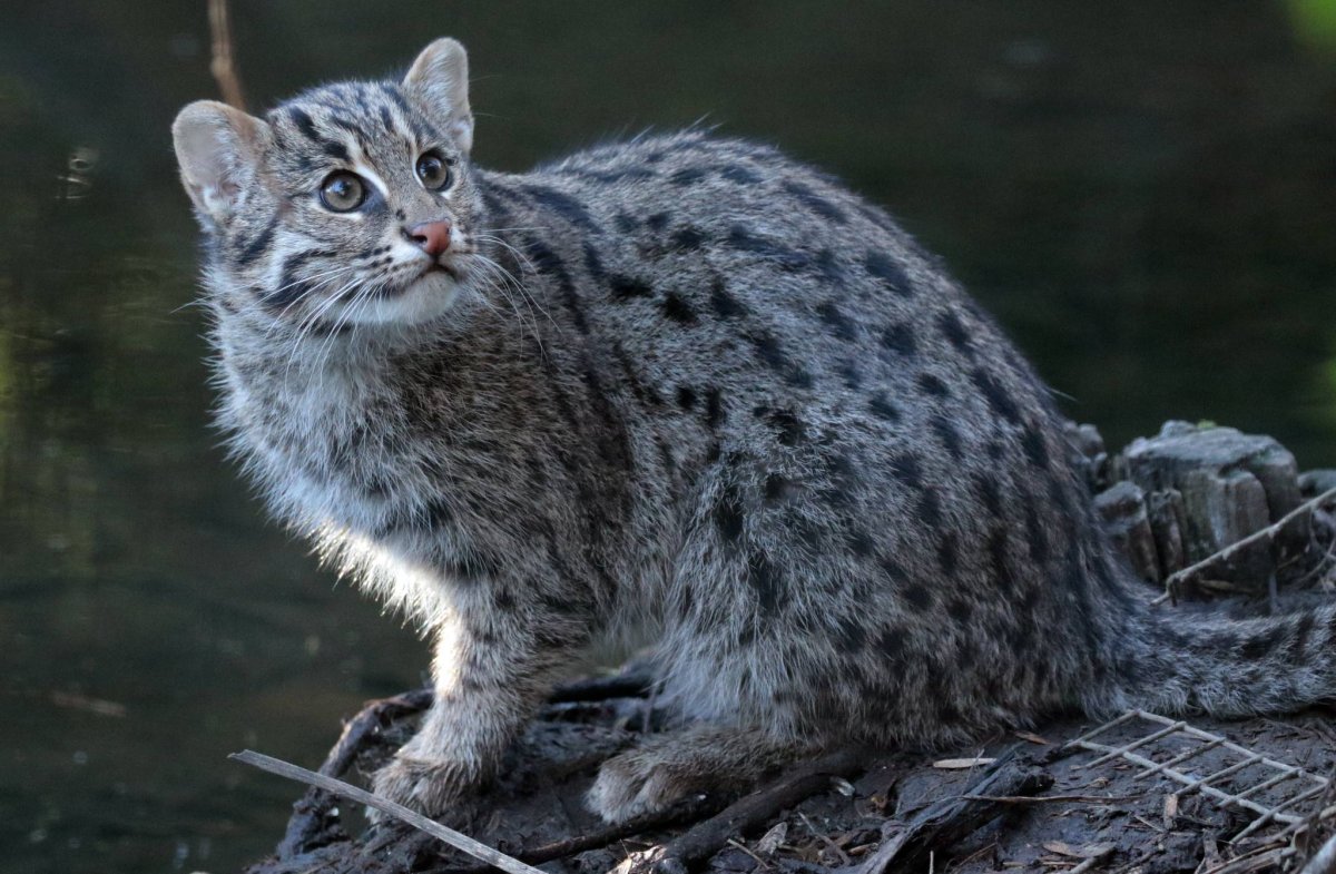 Крапчатый кот-рыболов