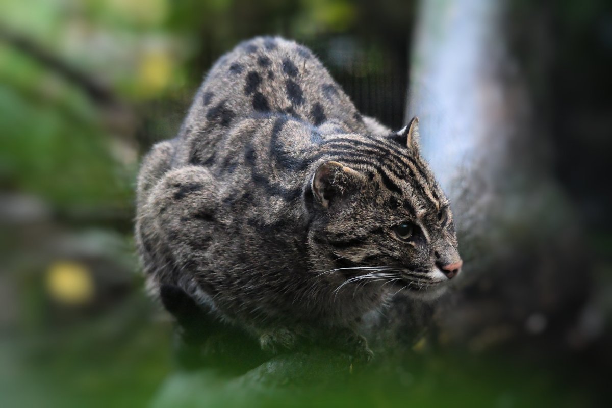 Виверровые виверровые