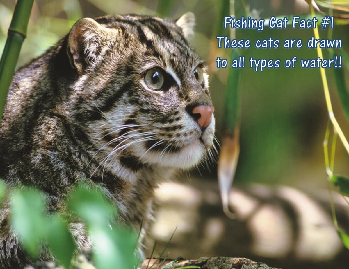 Fishing Cat Prionailurus viverrinus