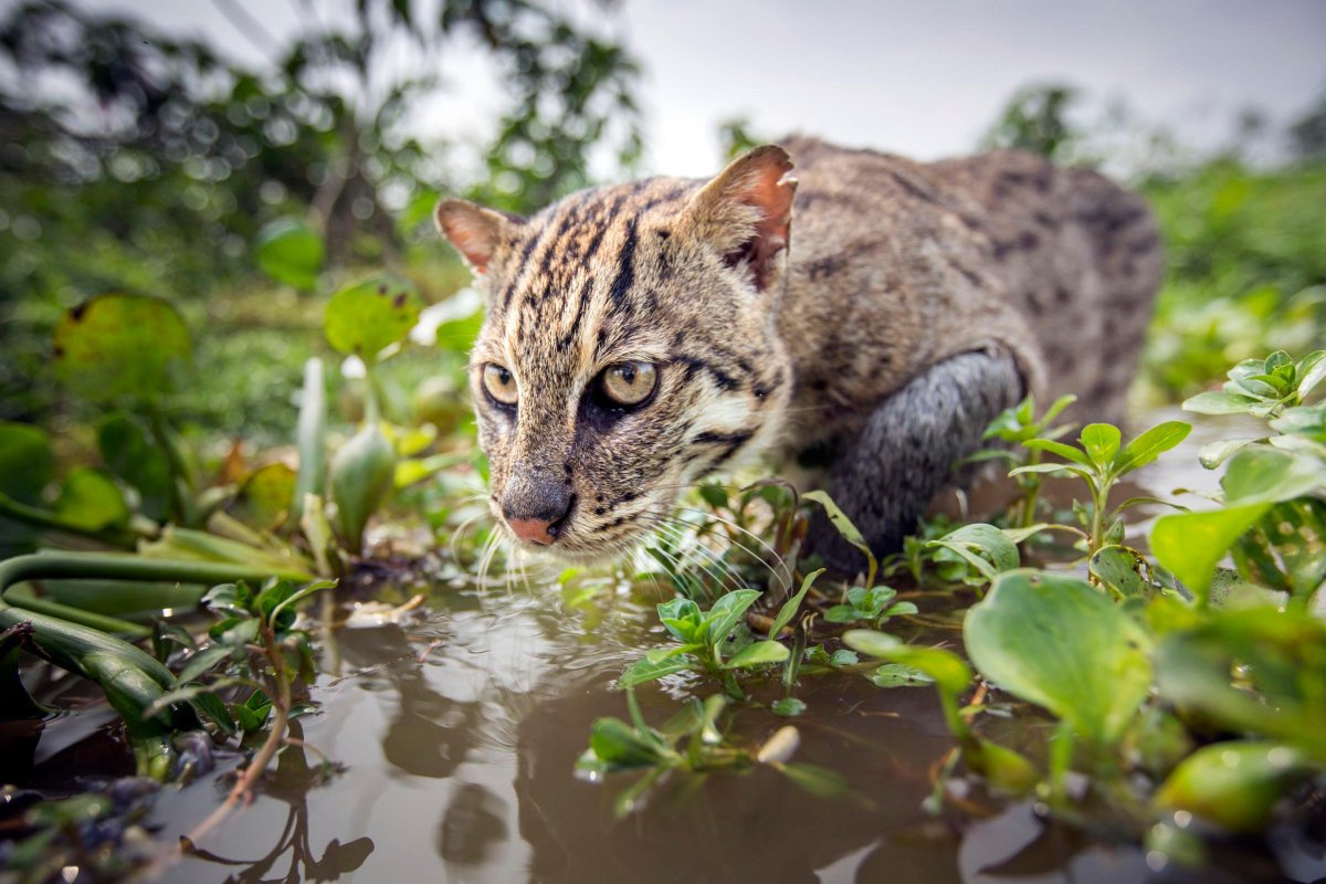 Тайская кошка-рыболов