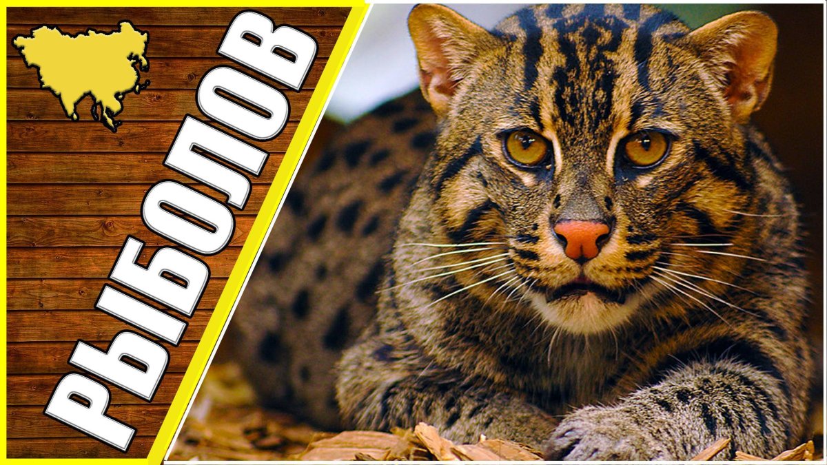 Как кот рыболов убил леопарда