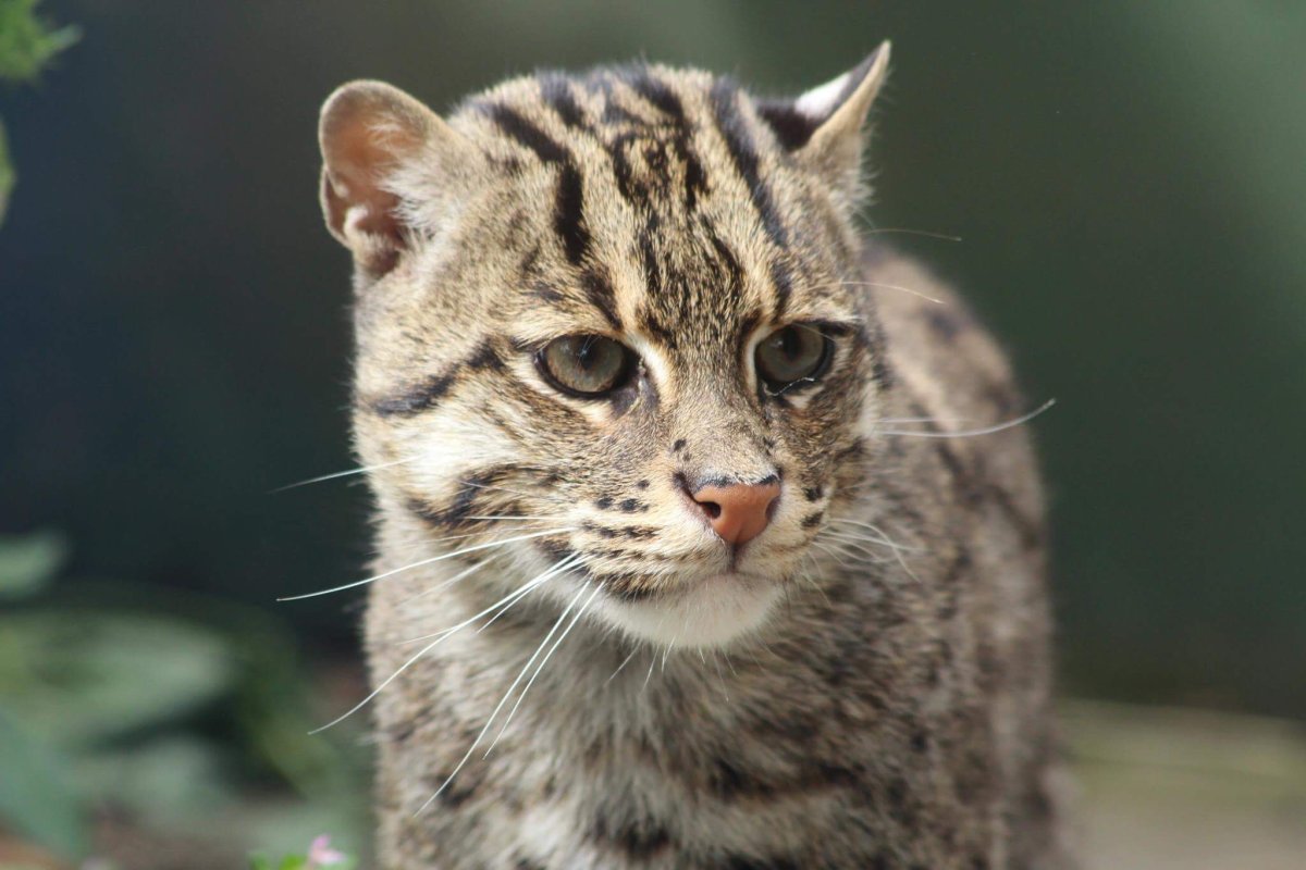 Коты с удочками