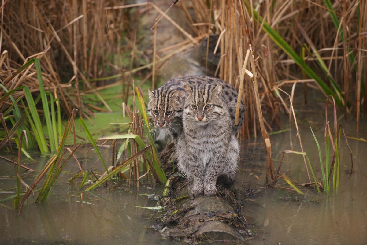 Камышовый кот рыболов