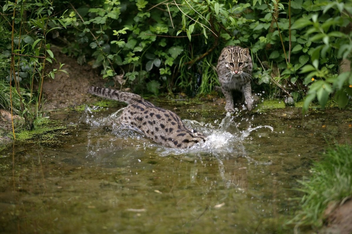 Рыбацкий натюрморт