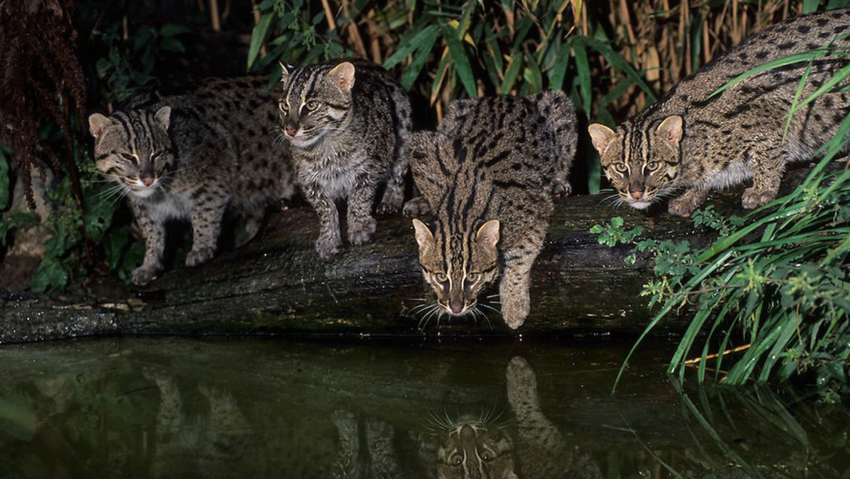 Виверровый кот