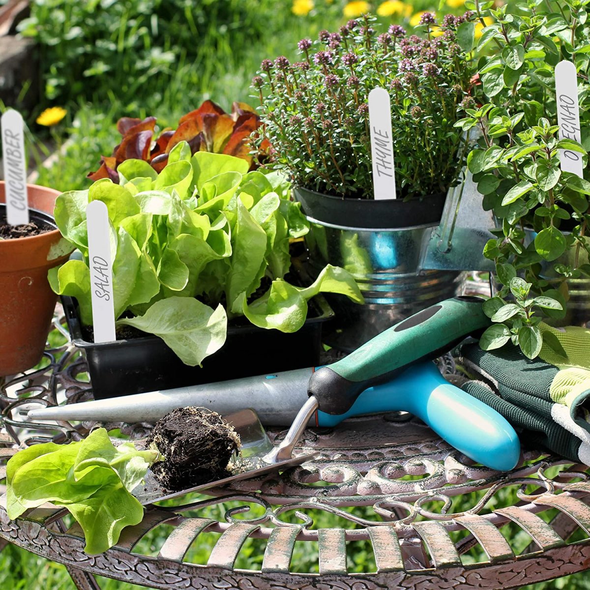 Огород в июле