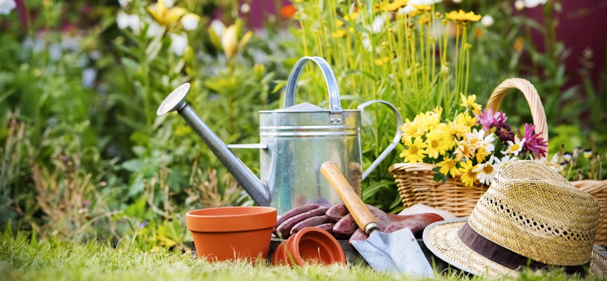 Лето дача огород