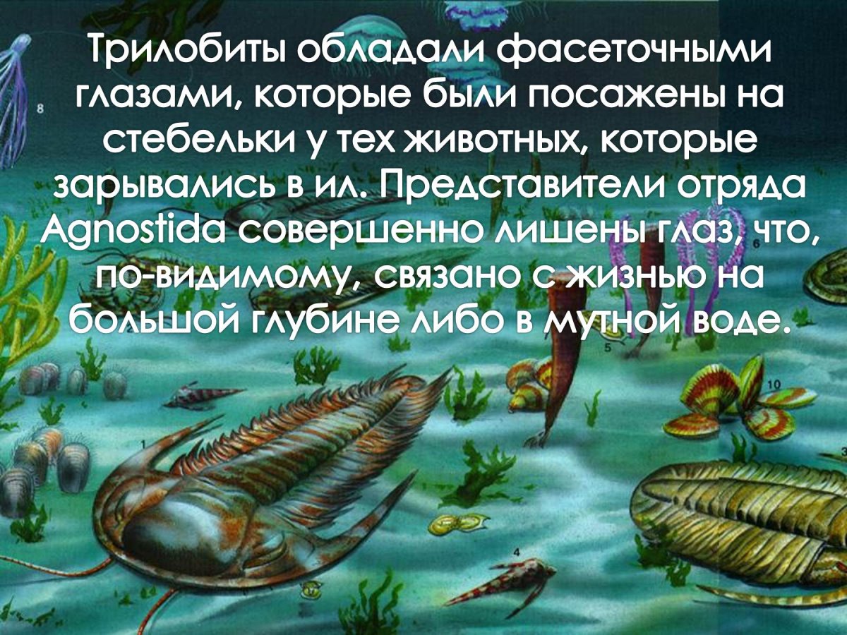 Пермский период палеозойской эры животные