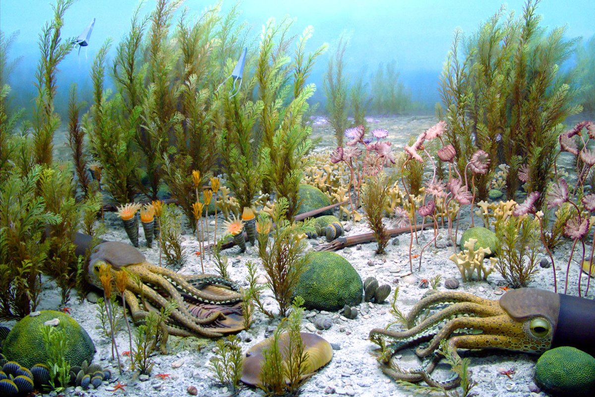 Виваксия Кембрийский период