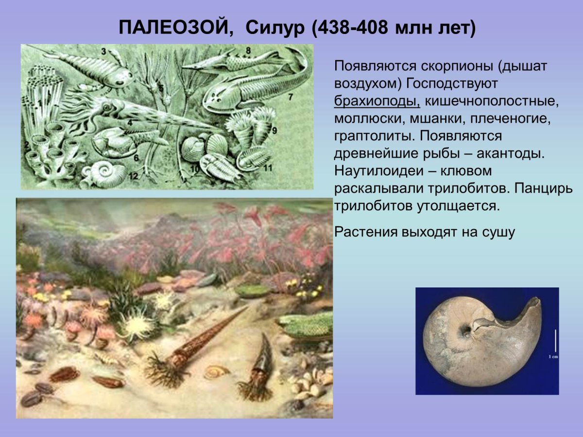 Каменноугольный период палеозойской эры