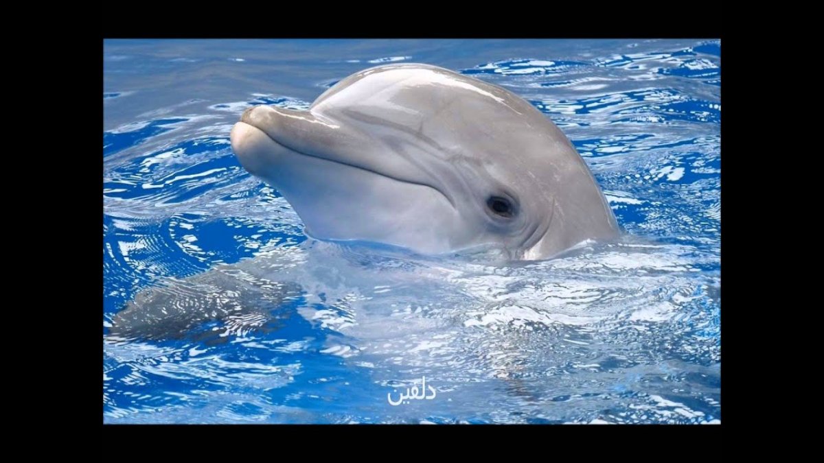 Китообразные Афалина