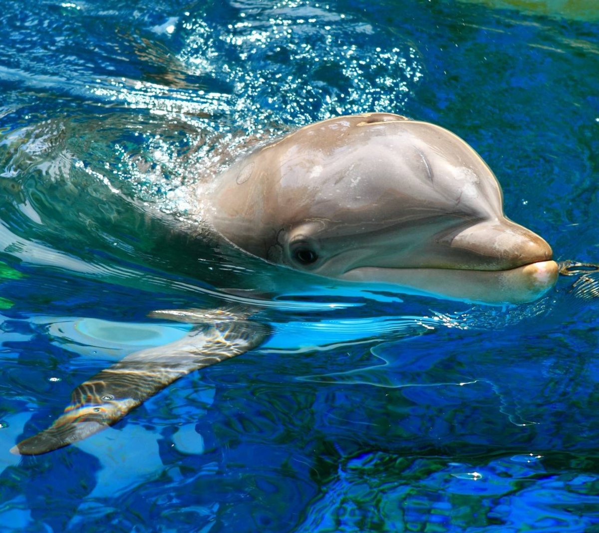 Дельфин плывет