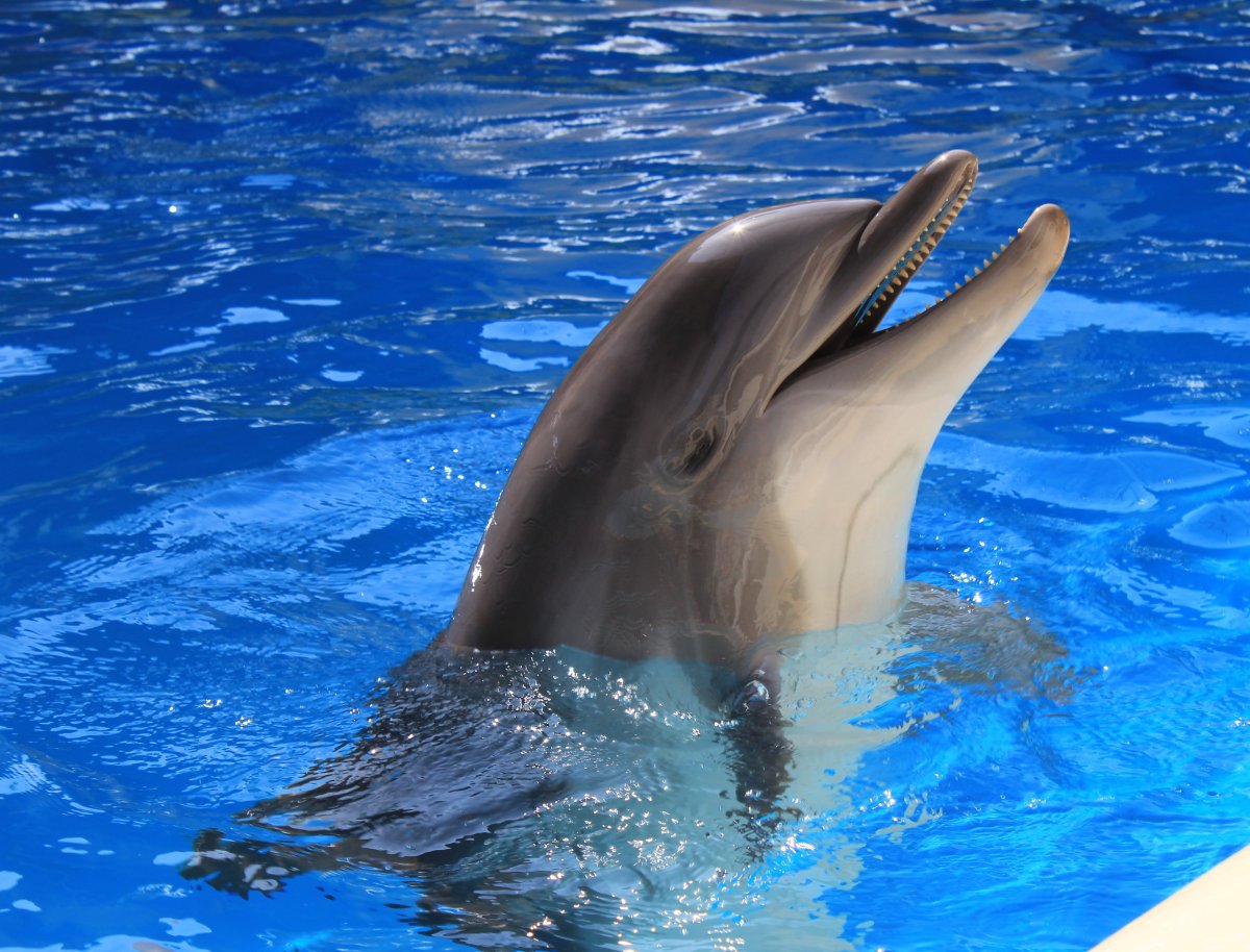 Дельфин в море