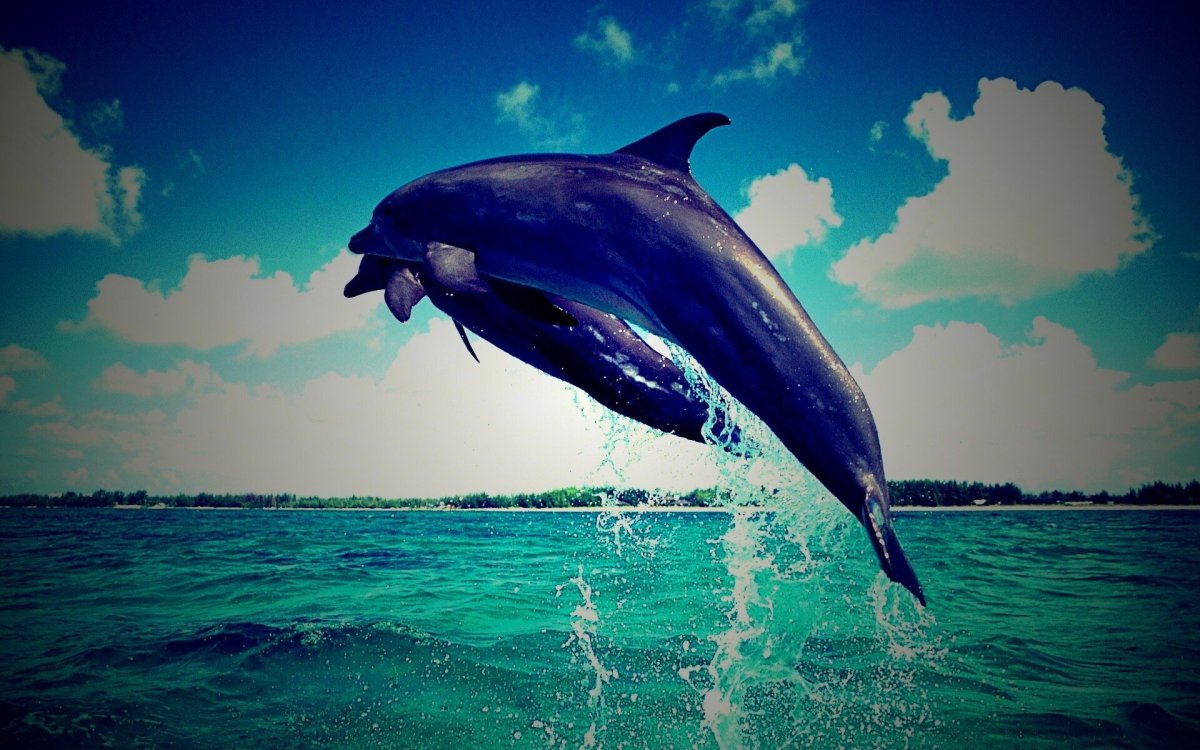 Звуки дельфинов для детей