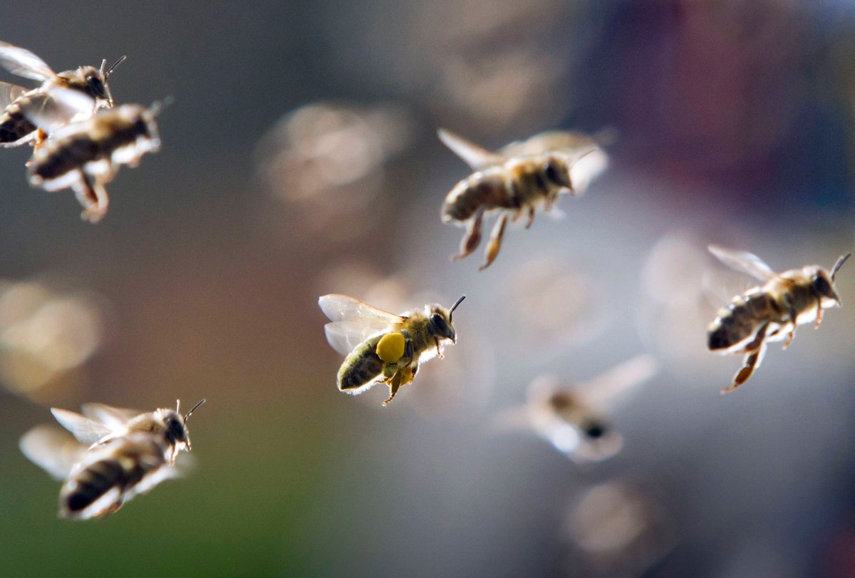 Пчела в полете