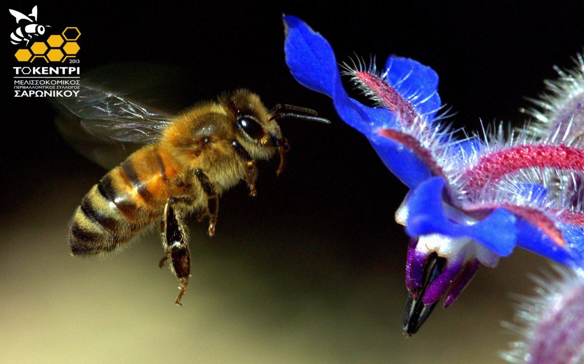 Пчела в полете
