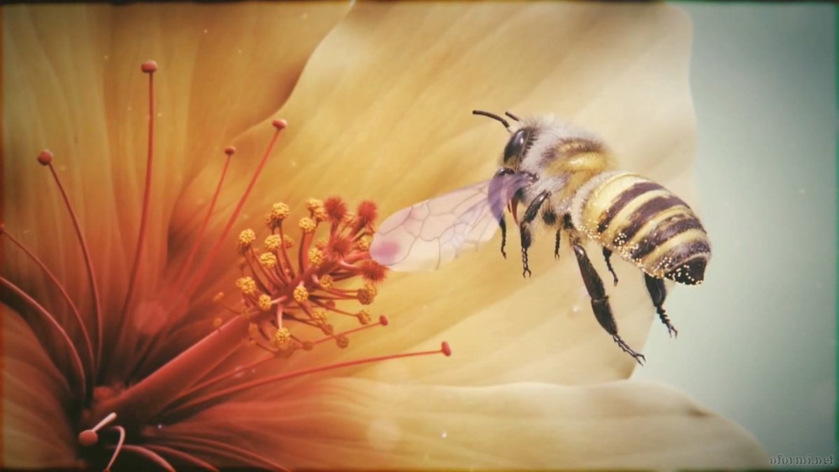 Полет пчелы