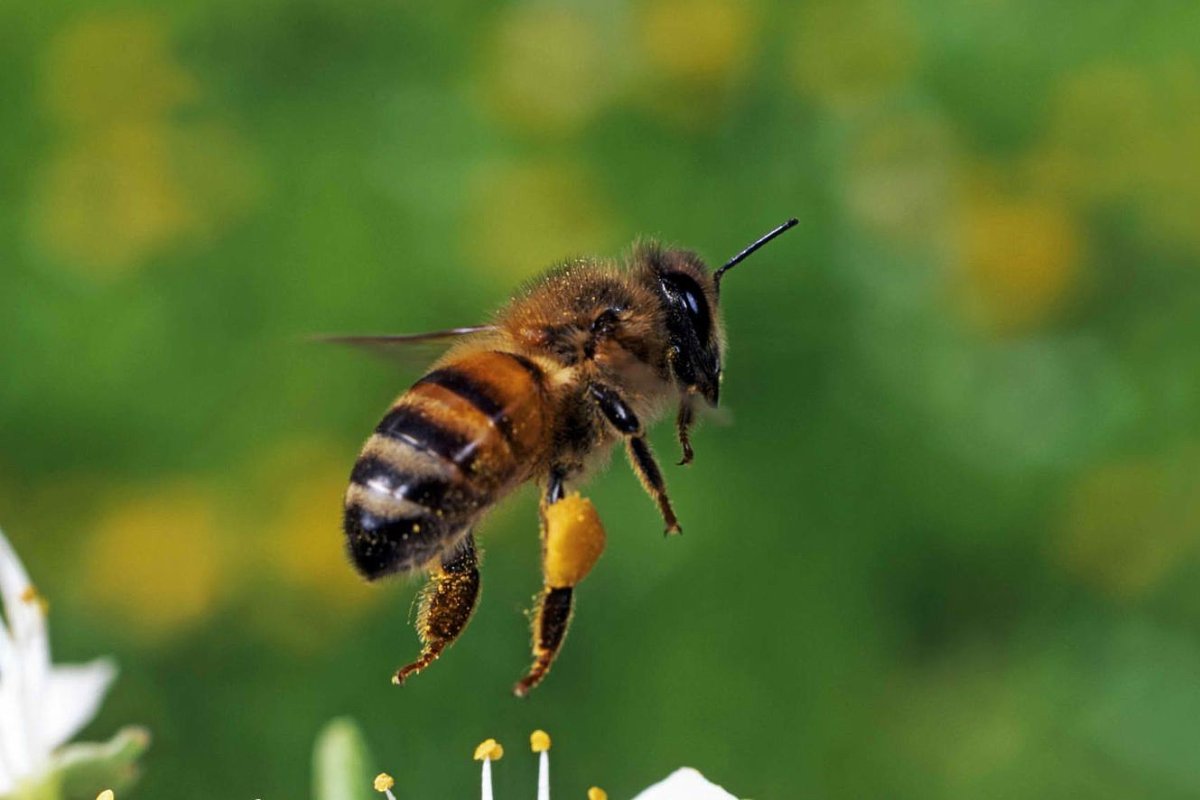 Пчела улетает