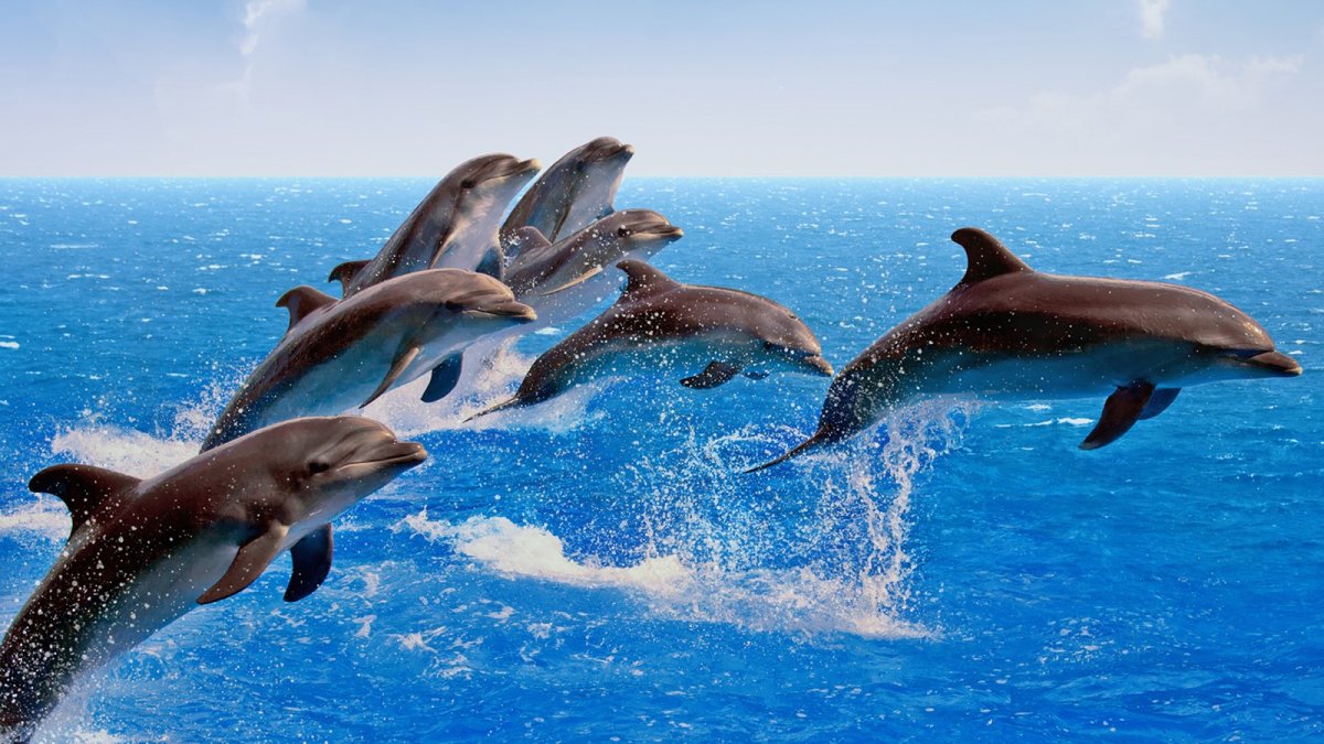 Фон с дельфинами