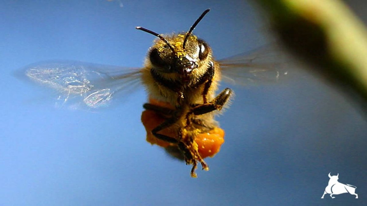 Полет пчелы