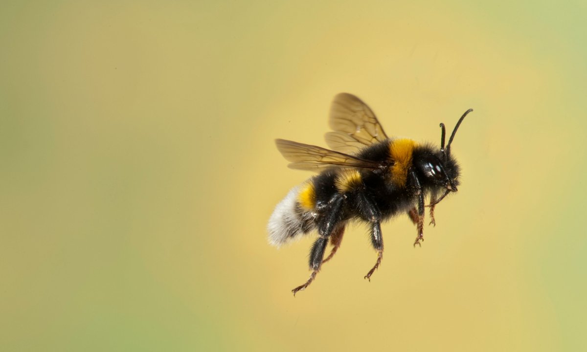 Пчела летит