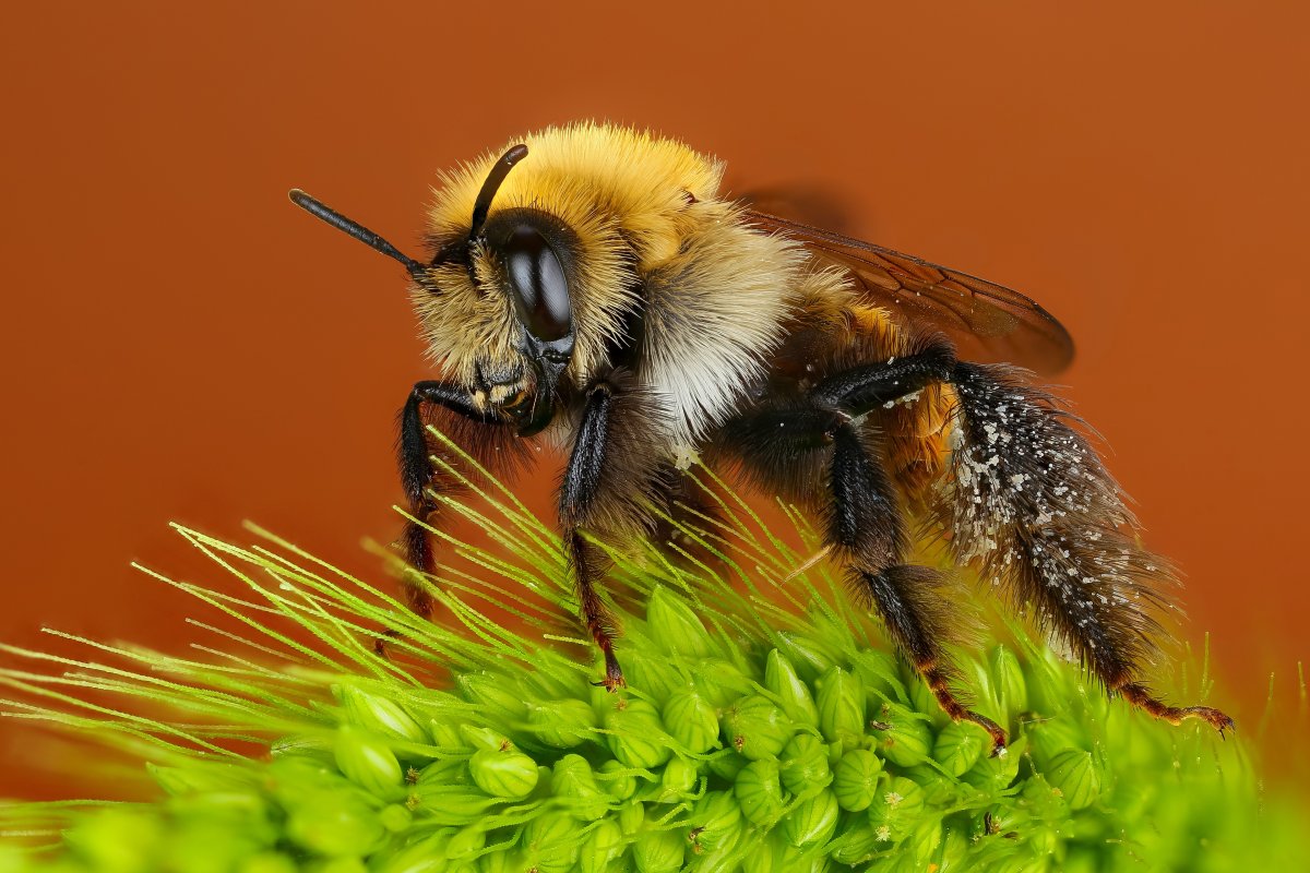 Макрофотография шмеля