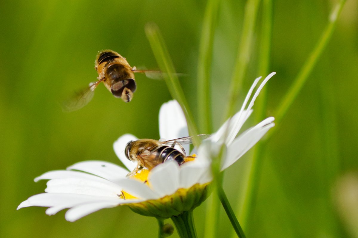 Пчелки над цветами