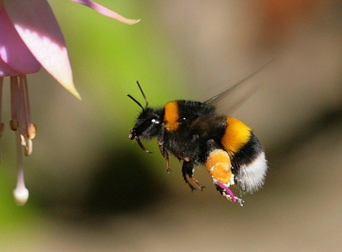 Bombus sporadicus