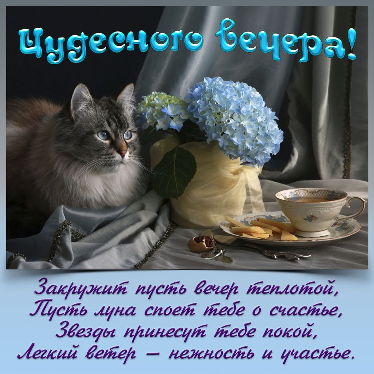 Открытки с котиками доброй вечер