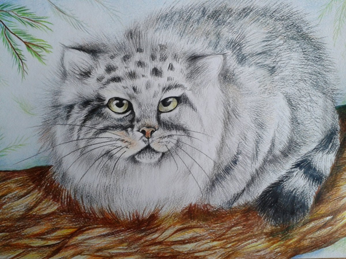 Кот Манул рисунок