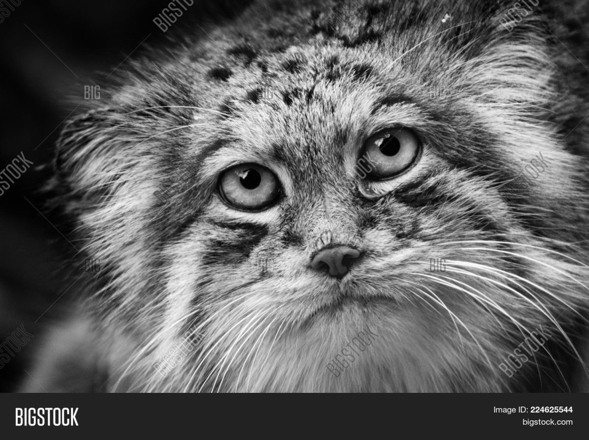 Редкое фото манула