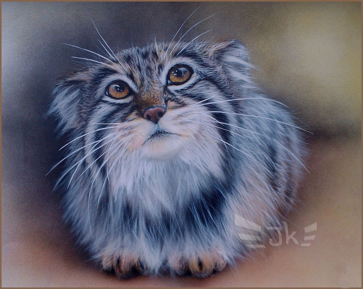 Манул кошка