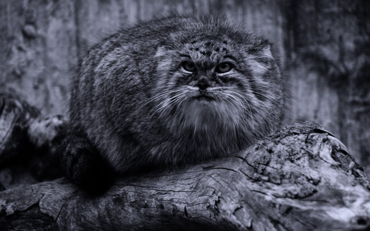 Кот Манул обои