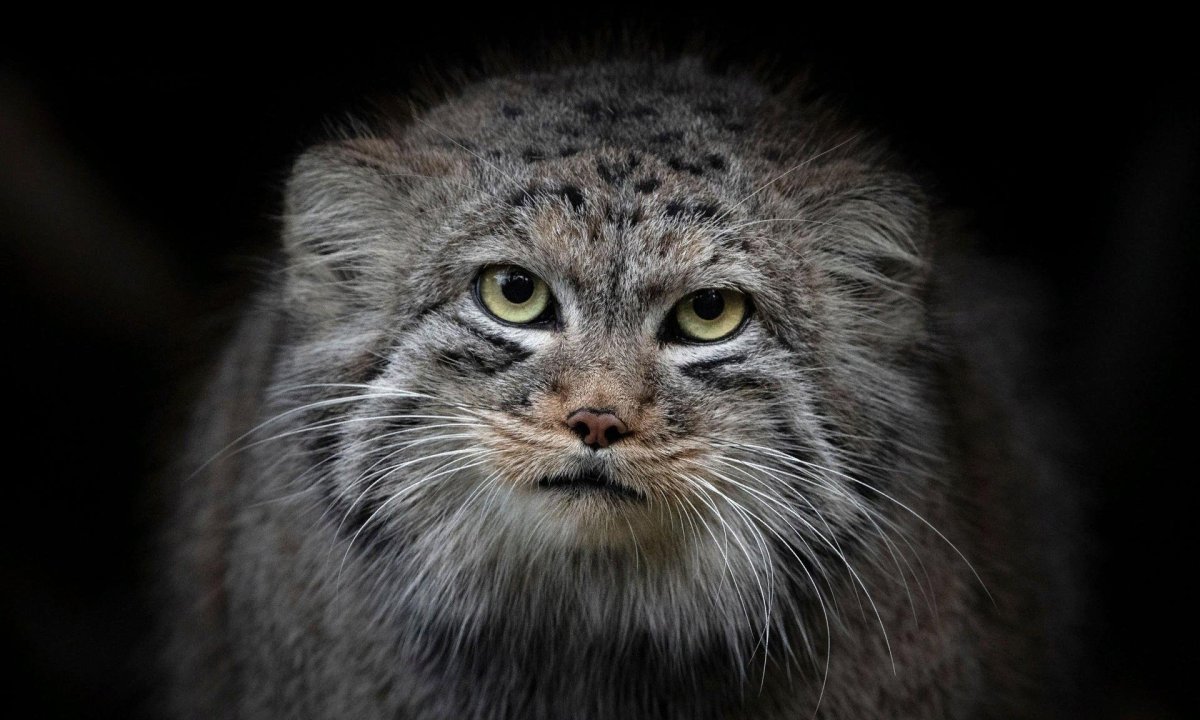 Манул погладь кота